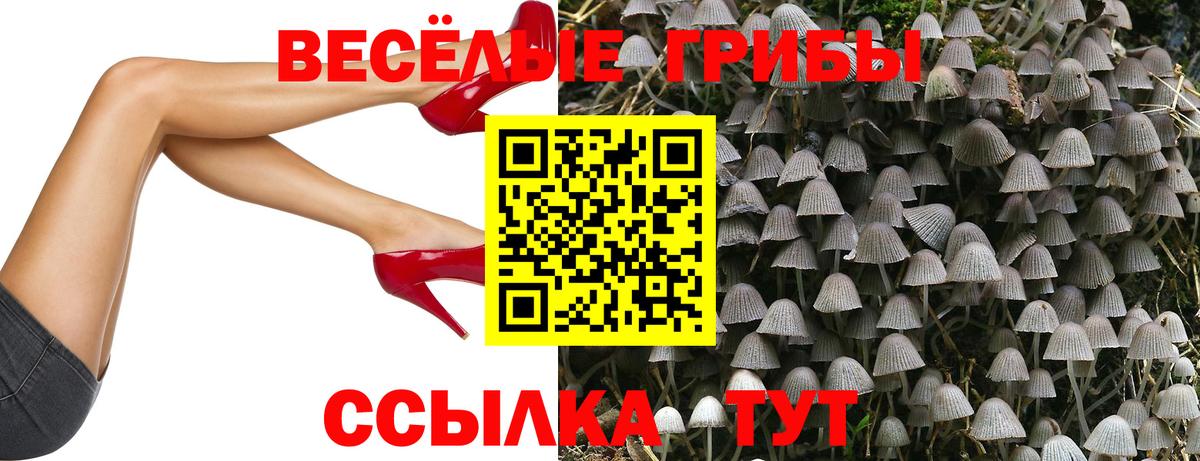 Галлюциногенные грибы Psilocybine cubensis Каменск-Шахтинский